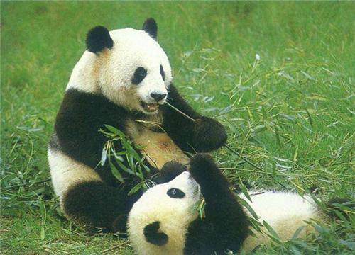 中国有多少大熊猫