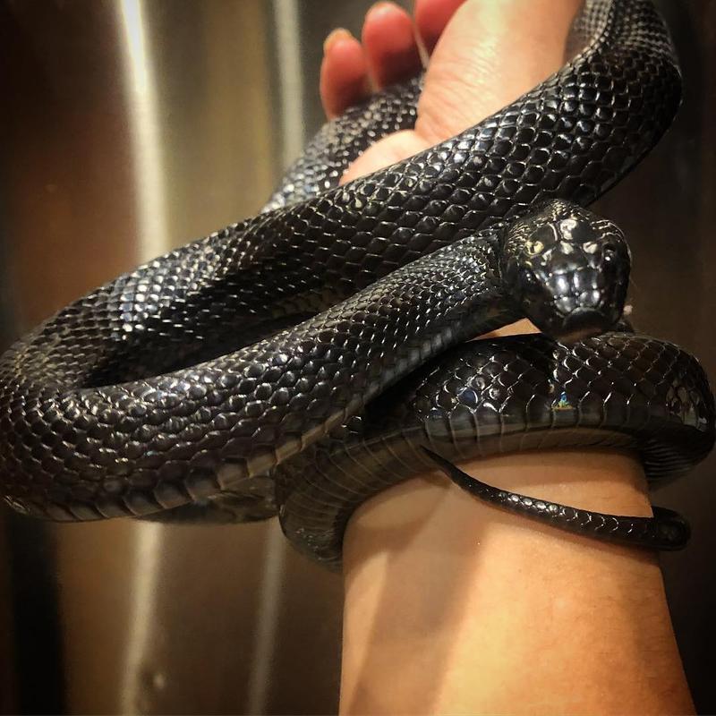 墨西哥黑王蛇