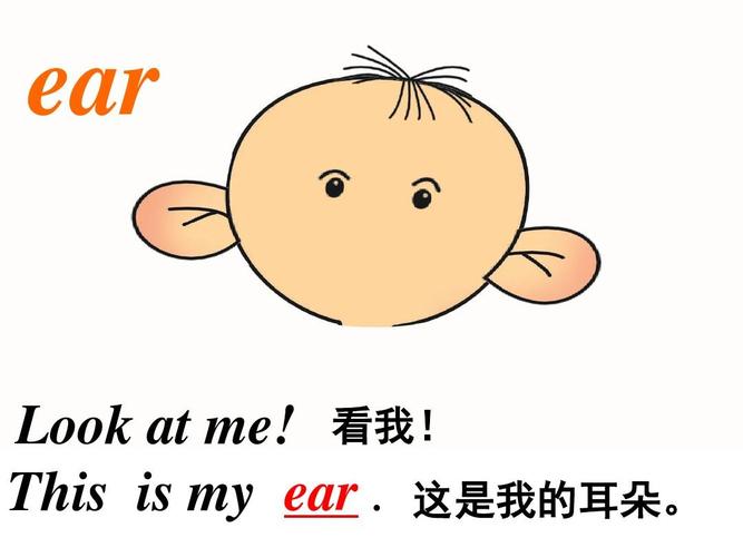 耳朵英语怎么写