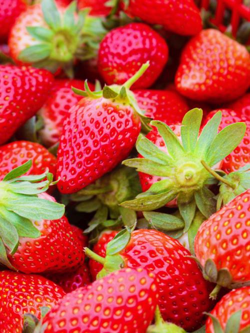 草莓哪个季节成熟