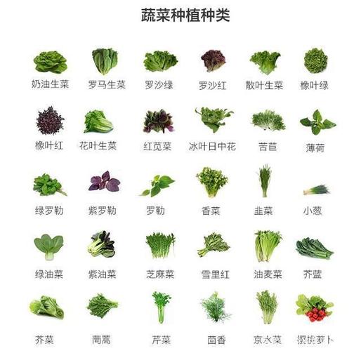 蔬菜种类大全图片