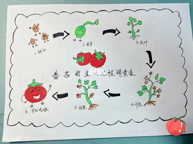 西红柿的种植方法