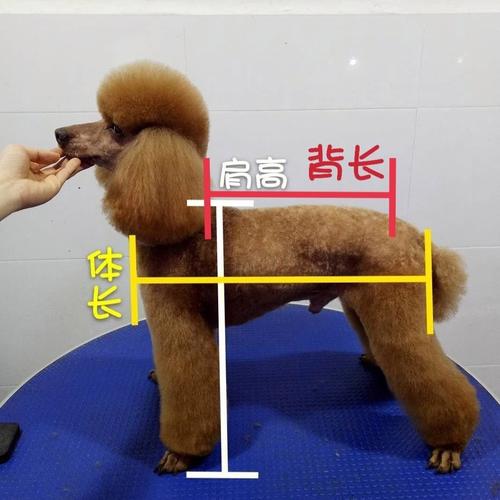 贵宾犬训练方法